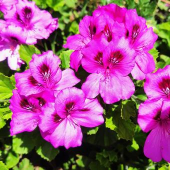 ゼラニウム2 ゼラニウム2 ゼラニウム,植物,花の写真素材