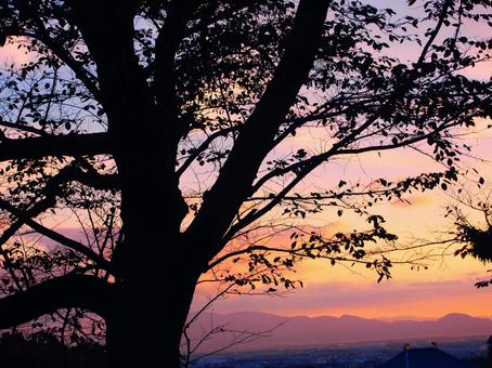 夕暮れと木の影(少し東大寺の屋根) 夕暮れと木の影(少し東大寺の屋根) オレンジ色,紫色,黒色の写真素材