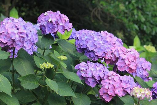 たくさんの紫陽花 たくさんの紫陽花の写真