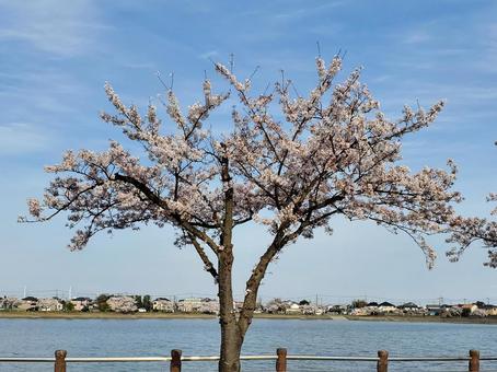 水辺桜 水辺桜 桜,風景,癒しの写真素材