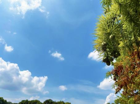 ラクウショウの実と穏やかな青空 ラクウショウの実と穏やかな青空 ラクウショウ,実,クローズアップの写真素材