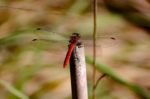 トンボ トンボ,昆虫,虫の写真素材