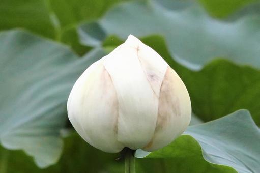 白いハスの花つぼみ 白いハスの花つぼみの写真