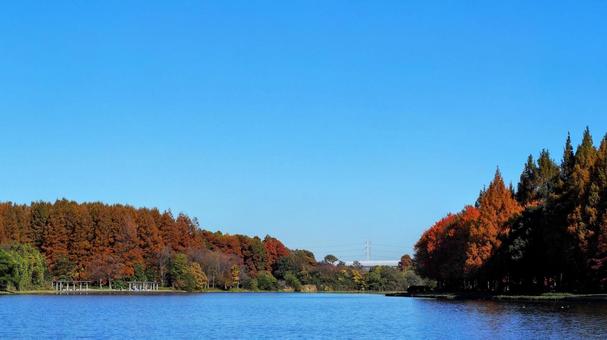 水元公園の紅葉・煉瓦色の木立＆池・葛飾区の写真