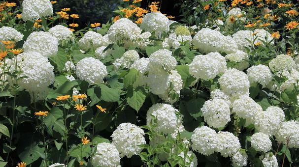 白馬五竜高山植物園 白い紫陽花 白馬五竜高山植物園 白い紫陽花の写真