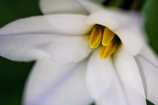 Photo, ipheion uniflorum, ifeion, স্প্রিং স্টার, 