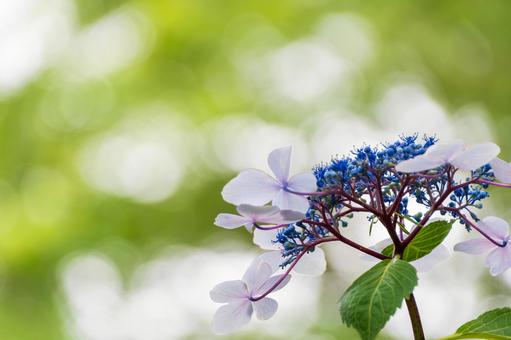 ガクアジサイの繊細な花びら ガクアジサイの繊細な花びらの写真