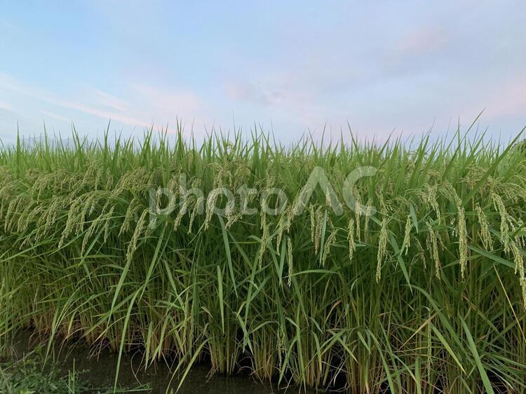 田舎の風景 田んぼ,稲,田植えの写真素材