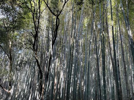 竹林 竹林,竹,京都の写真素材