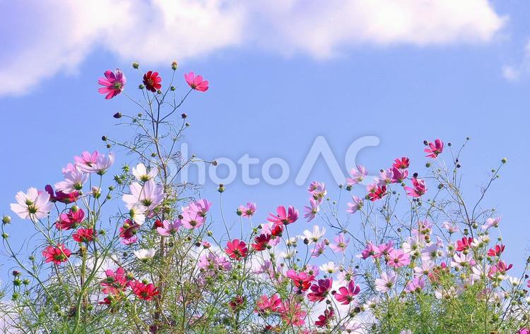 秋の風景/カラフルな秋桜の花と空雲 秋桜,秋,花の写真素材