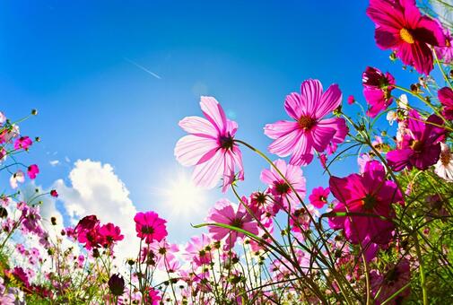 秋のアニメのような鮮やかなコスモス畑 コスモス,アニメ,壁紙の写真素材