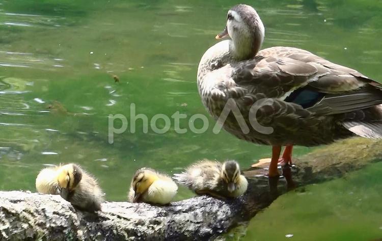 お昼寝中のヒナたち 鴨,カルガモ,親子の写真素材