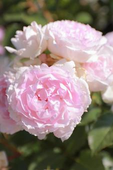 ピンクのふんわり薔薇の写真