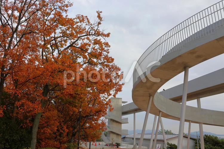 １１月下旬の千光寺公園の展望台と紅葉 背景,展望台,景色の写真素材