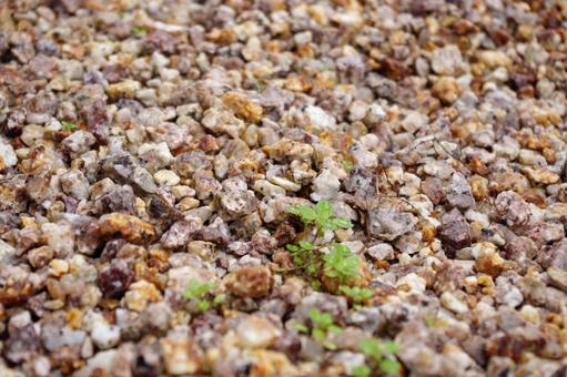 伊勢砂利の庭石　１ 砂利,砂,石の写真素材