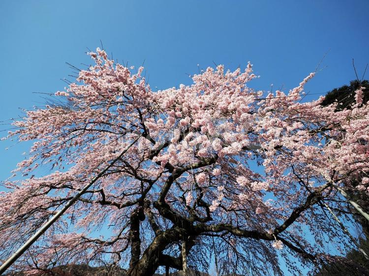 しだれ桜のある風景 しだれ桜,枝垂桜,シダレザクラの写真素材