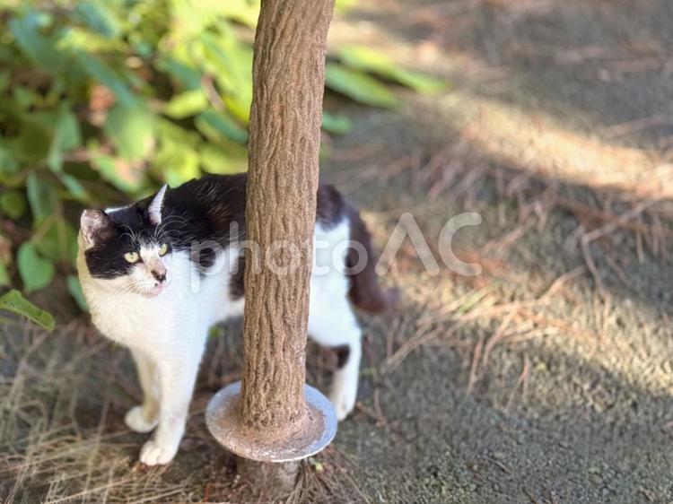 人懐っこい白黒猫 ネコ,のらねこ,動物の写真素材