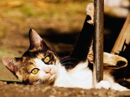 子猫のポーズ② 子猫のポーズ② 猫,ねこ,ネコの写真素材
