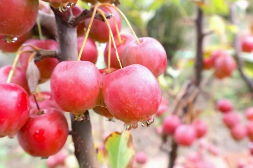 収穫期のヒメリンゴ・イヌリンゴ 秋の庭木 収穫期のヒメリンゴ・イヌリンゴ 秋の庭木 ヒメリンゴ,イヌリンゴ,秋の写真素材