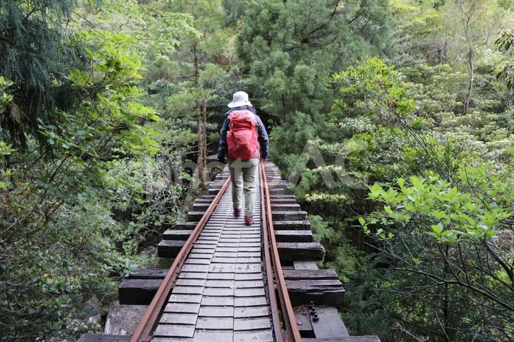 杉の木を見に行こうよ 屋久島,山道,山の写真素材