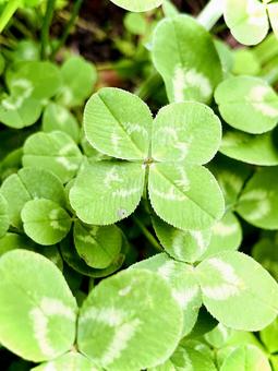 Photo, clover, white grass, netherlands genge, 