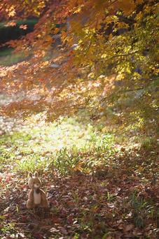 秋の森 秋,壁画,紅葉の写真素材