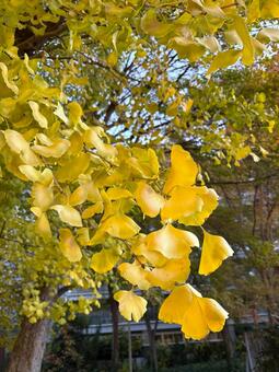 イチョウの木4 イチョウ,紅葉,秋の写真素材