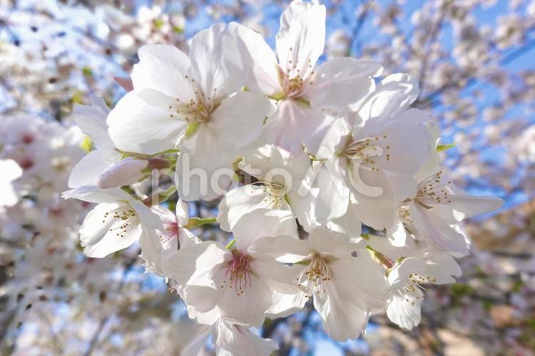 青空と満開のサクラ サクラ,桜,春の写真素材