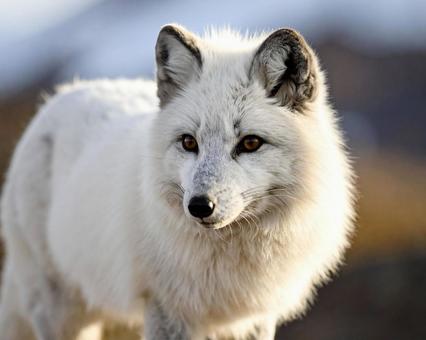 白くで神々しいの写真