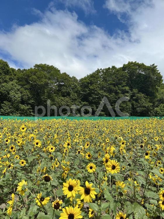 かわいいサンフラワー畑 ひまわり,サンフラワー,夏の写真素材