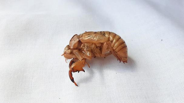 セミの抜け殻・1 セミの抜け殻・1 セミ,抜け殻,昆虫の写真素材
