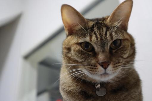 怪訝そうな表情の猫のアップ 怪訝そうな表情の猫のアップの写真
