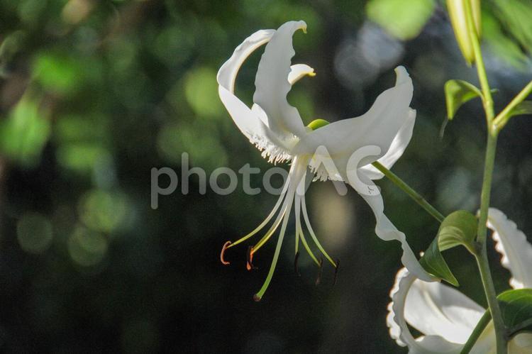 白ユリの花凛々しく 夏,花,ユリの写真素材
