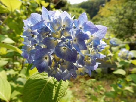 【花の写真】紫陽花の花 【花の写真】紫陽花の花 紫陽花,アジサイ,あじさいの写真素材