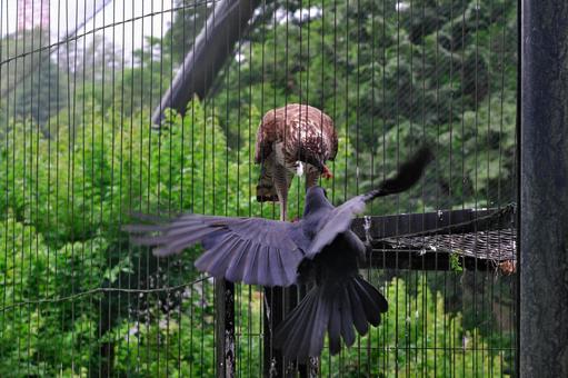 Photo, kumataaka, crow, bird, 