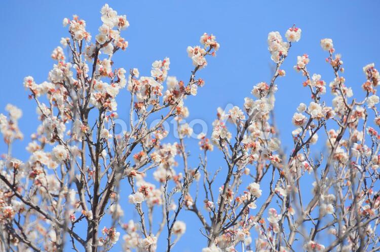 植物　花　梅園の梅の花 植物,花,梅の写真素材