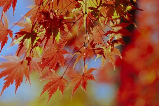 秋の紅葉 秋の紅葉 紅葉,秋,背景の写真素材