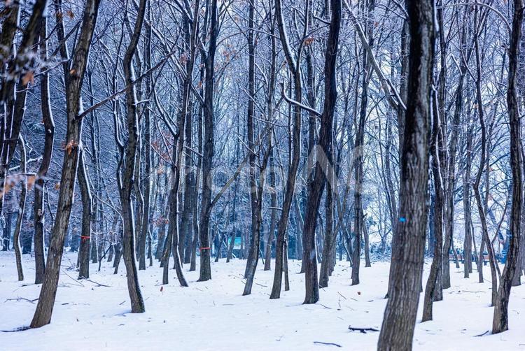 田舎の自然公園の雪化粧 風景,自然,冬の写真素材