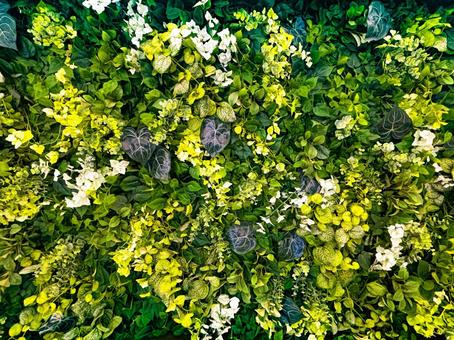 壁の植物02 壁の植物02 壁面緑化,葉,緑の写真素材