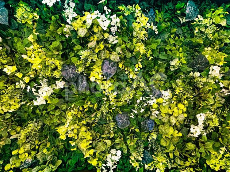 壁の植物02 壁面緑化,葉,緑の写真素材