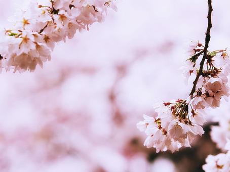Photo, flower, cherry blossoms, full bloom, 