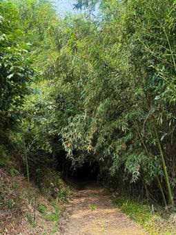 荒れた竹藪に続く道(縦位置) 荒れた竹藪に続く道(縦位置)の写真