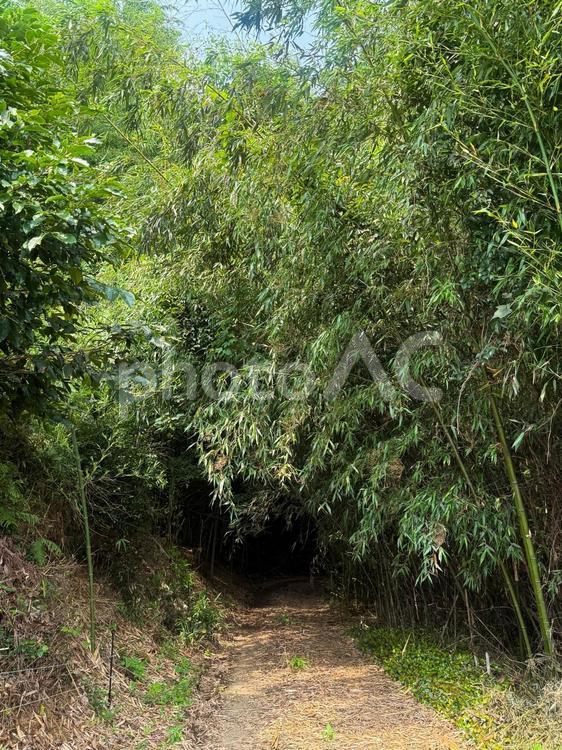 荒れた竹藪に続く道（縦位置） 竹藪,たけやぶ,荒れ竹林の写真素材
