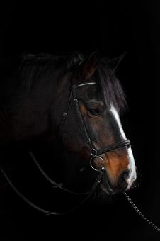 伏し目がちの茶色と白模様の馬 伏し目がちの茶色と白模様の馬の写真