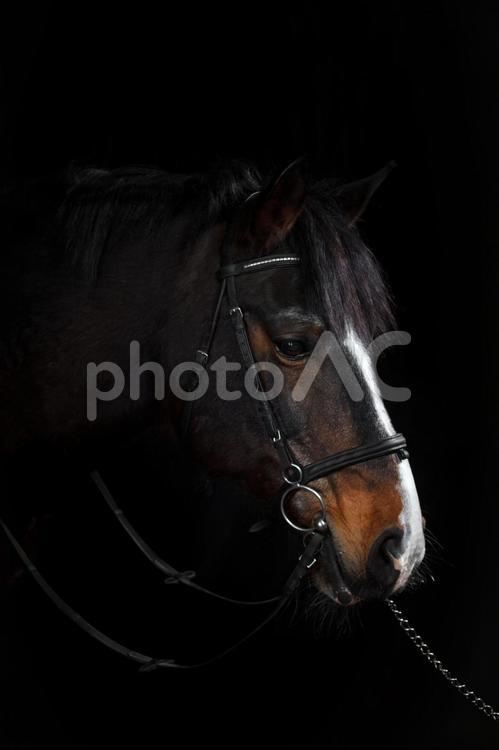 伏し目がちの茶色と白模様の馬 馬,馬の顔,アップの写真素材