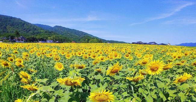 夏の風景/ひまわり畑 夏の風景/ひまわり畑 ひまわり畑,夏,花の写真素材