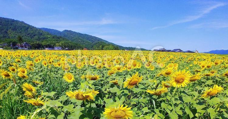 夏の風景/ひまわり畑 ひまわり畑,夏,花の写真素材
