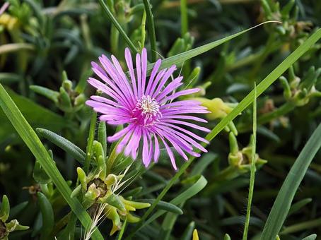 生命力溢れるマゼンタの花 花,植物,マゼンタの写真素材
