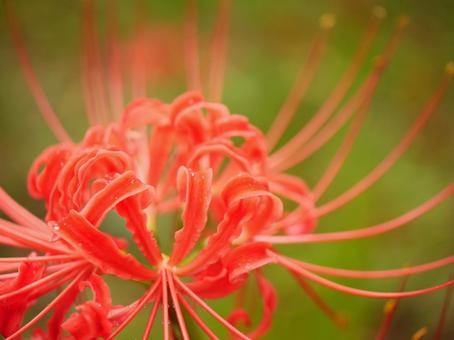 背景に合う紅い彼岸花のアップ 背景に合う紅い彼岸花のアップの写真
