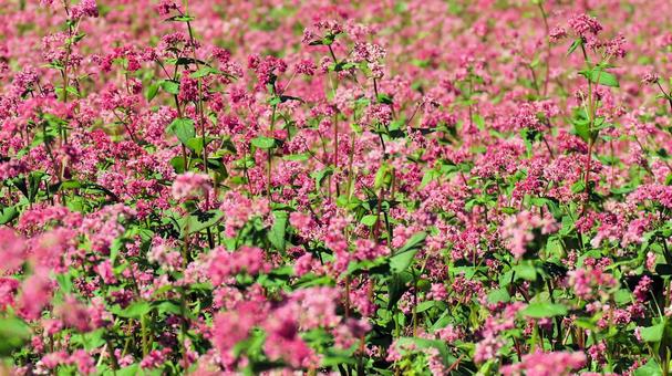 信州の秋 赤い花のソバ畑 信州の秋 赤い花のソバ畑 蕎麦畑,花,秋の写真素材